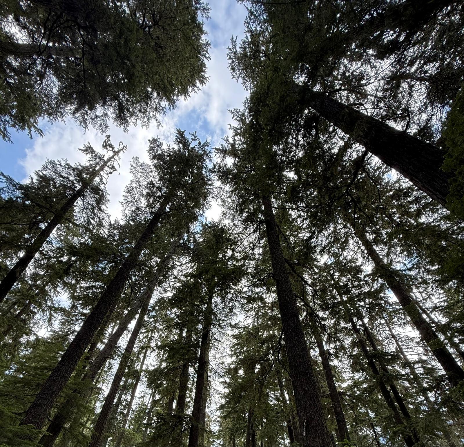 Forest landscape at Mount Rainier